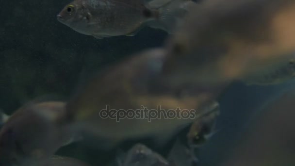 Peces de plata nadando en acuario grande — Vídeos de Stock