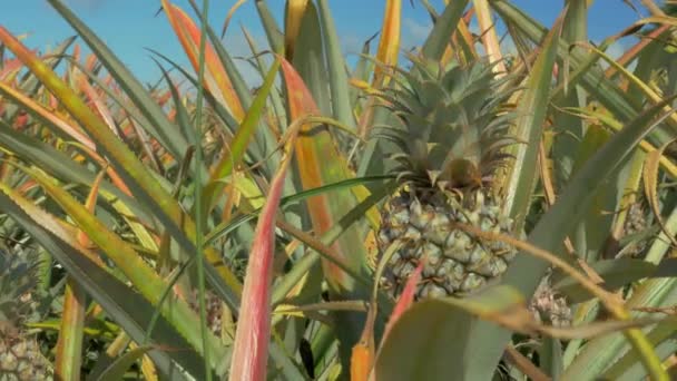 Gebied van ananas — Stockvideo