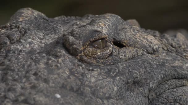 Ojos y mandíbulas de cocodrilo — Vídeos de Stock