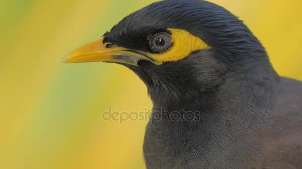 Pájaro mynah negro y amarillo — Vídeos de Stock
