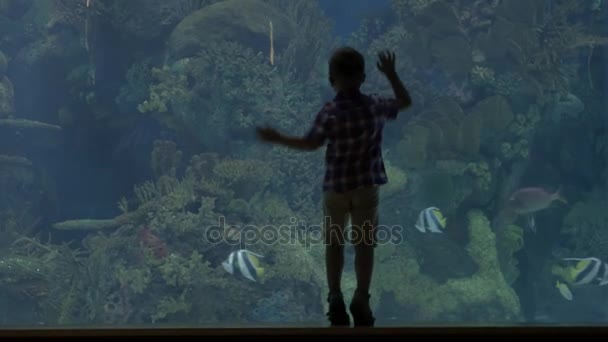 Vista do menino loiro pequeno de pé perto do aquário com caranguejos, Valência, Espanha — Vídeo de Stock