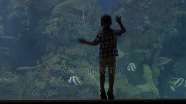 Vista del pequeño rubio de pie cerca del acuario con cangrejos, Valencia, España — Vídeos de Stock