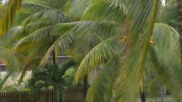 Garden with coconut palms — Stock Video