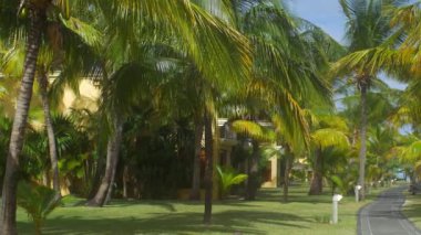 Mauritius Adası 'ndaki palmiye ağaçları parkı ve asfalt yolu manzarası
