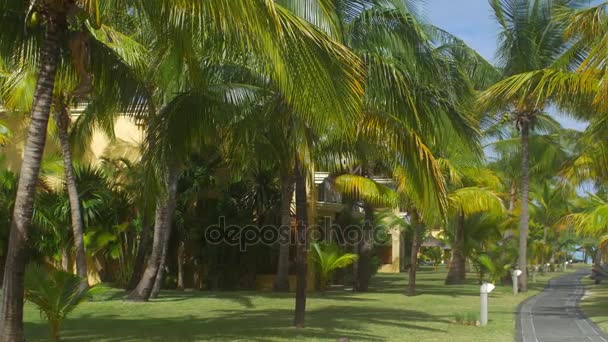 Вид на парк пальм и асфальтовую дорожку, остров Маврикий — стоковое видео