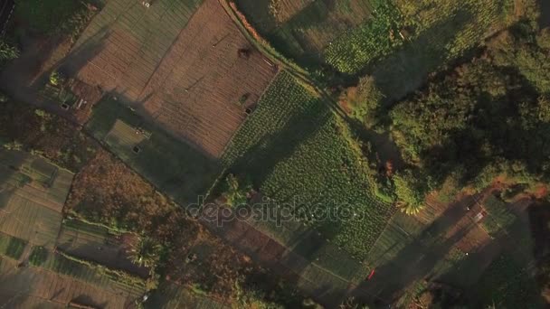 Terres agricoles et côte de l'île Maurice, vue aérienne — Video