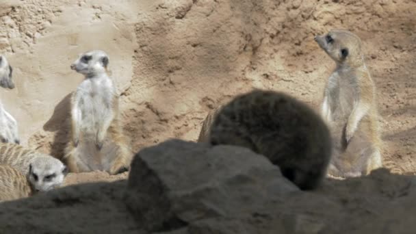 Onderaanzicht van Meerkat Suricata suricatta grote groep in dierentuin — Stockvideo