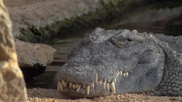 Большой отдыхающий крокодил — стоковое видео