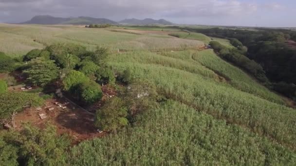 Luchtfoto van suikerriet velden in Mauritius — Stockvideo