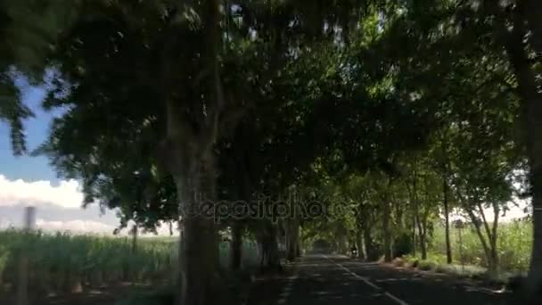 Condução na estrada com árvores e fazendas de cana de açúcar ao lado — Vídeo de Stock