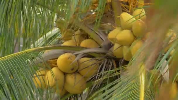 Ansicht der gelben grünen Kokosnuss im Bund auf Kokospalme mit riesigen Blättern — Stockvideo