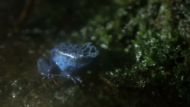 Mavi zehirli ok kurbağası — Stok video