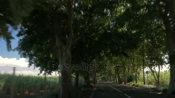 Condução na estrada com árvores e fazendas de cana de açúcar ao lado — Vídeo de Stock