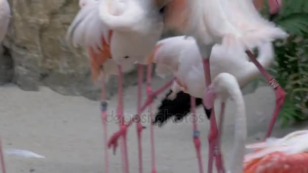 Greater flamingos in the zoo — Stock Video