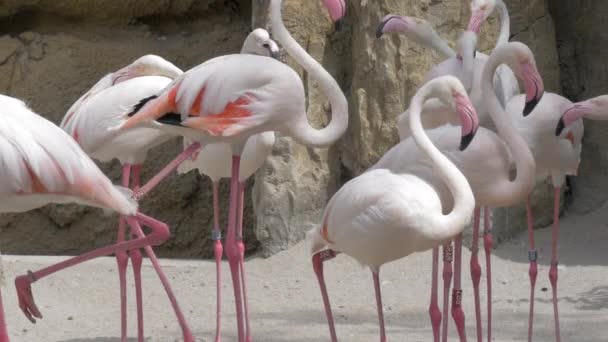 Flamingos in the zoo — Stock Video