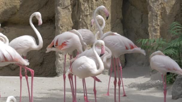 Group of Greater flamingos in the zoo — Stock Video