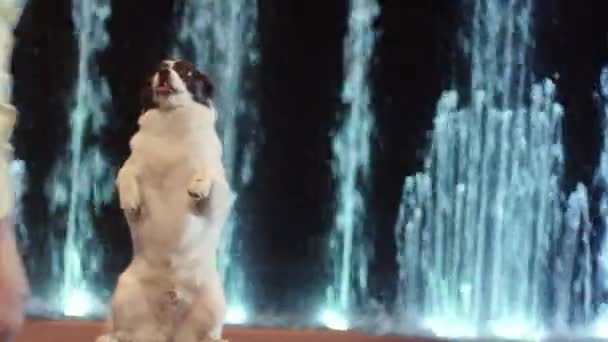 Visa hund står mot mörk bakgrund och färgglada fontän, Moskva, Ryssland — Stockvideo