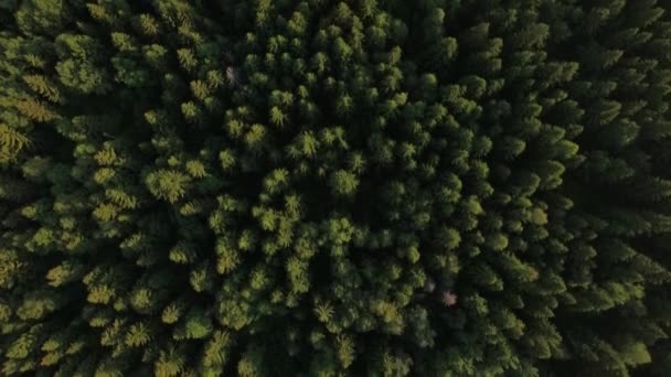 Fliegen über grünen Wald und Dorf in der Nähe der Straße, Russland — Stockvideo