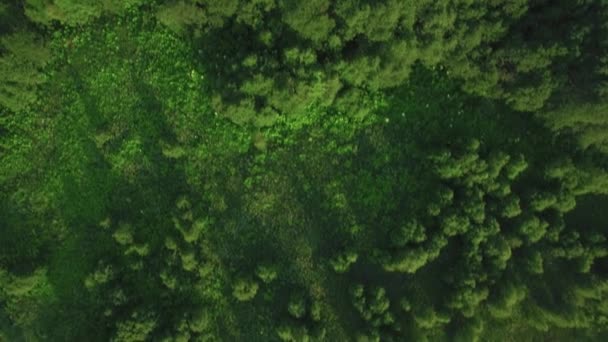 Vliegen over groene bossen — Stockvideo