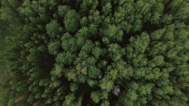 Αεροφωτογραφία του πράσινο δάσος και σπίτια του χωριού, Ρωσία — Αρχείο Βίντεο