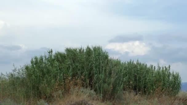 Vista del campo agrícola con hierba alta en tiempo ventoso en verano — Vídeo de stock