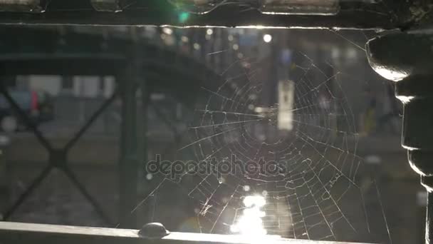 View to the city through spider web — Stock Video