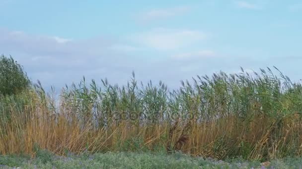 Cañas ondeando en el viento — Vídeos de Stock