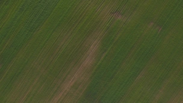 Vista aérea do campo verde — Vídeo de Stock