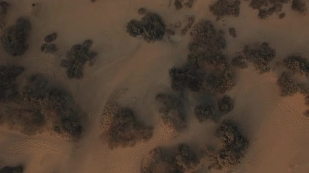 Aerial flight above the sand strand with sea plants — Stock Video