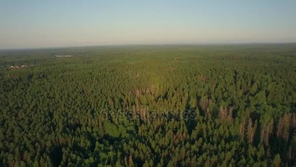 Volo aereo sopra l'enorme foresta verde, Russia — Video Stock