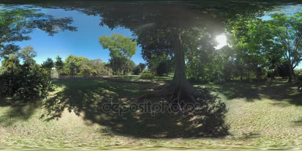 360 Vr Green bossen op de rivier bank in Mauritius — Stockvideo