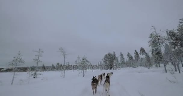 Путешествие по зимним лесам с собаками-санками — стоковое видео