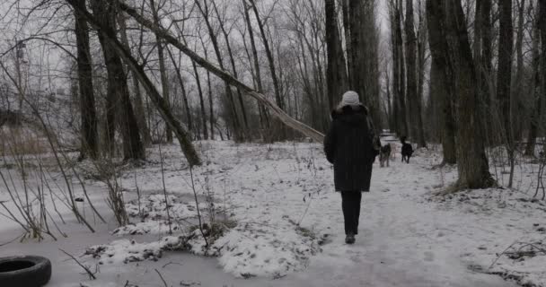 Mulher e cães vadios no parque de inverno — Vídeo de Stock