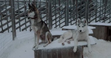 Kafes içinde belgili tanımlık köpek kulübesi üzerinde iki husky köpek