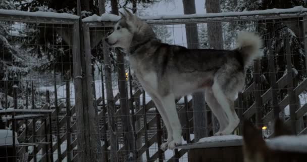 Paniğe husky köpek içinde belgili tanımlık kafes — Stok video