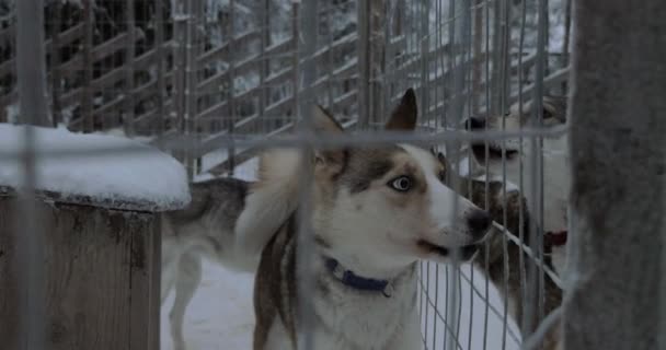 Alarmed husky dogs barking — Stock Video