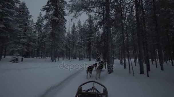 Команда хаски-собак тянет сани через сосновый лес — стоковое видео