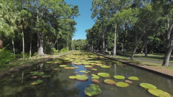 Groen park met grote bomen en waterlelies in de vijver, Mauritius — Stockvideo