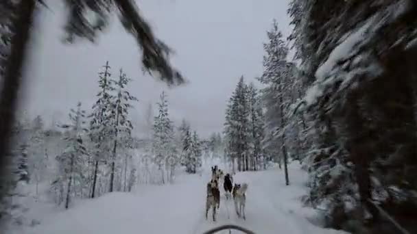 Psím spřežením v zimě borový les — Stock video