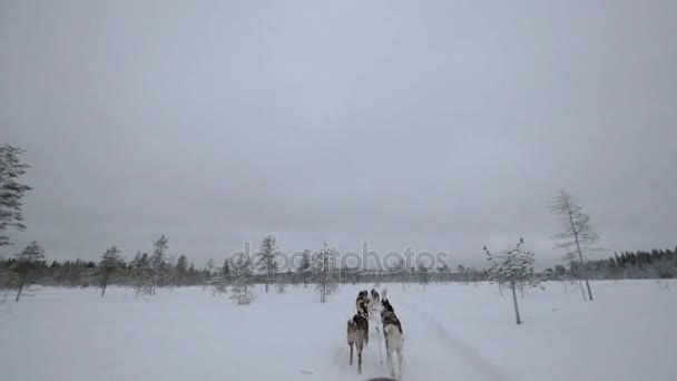 冬季旅游在树林中着狗拉雪橇 — 图库视频影像