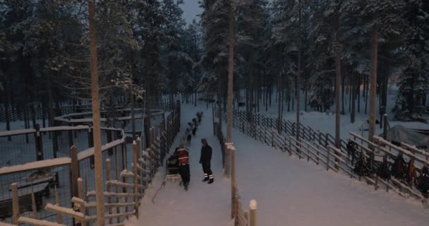 Traîneau à chiens prenant la route en bois d'hiver. Randonnée touristique — Video