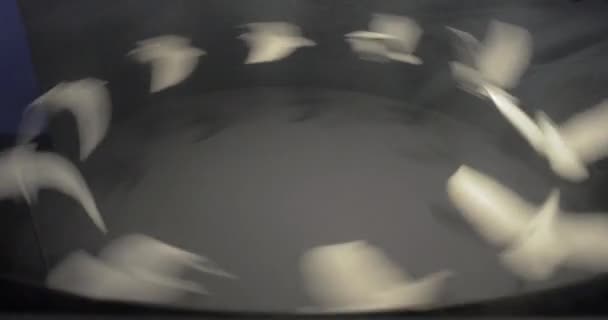 Praxinoscope animation of flying doves — Stock Video