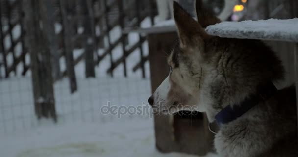 Husky cães na gaiola ao ar livre — Vídeo de Stock