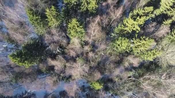 Épinette et bouleaux nus en forêt mixte hivernale, vue aérienne 