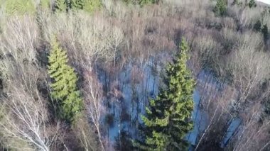 Çıplak ağaç ve yüksek yeşil çam ağaçları kış Wood, hava