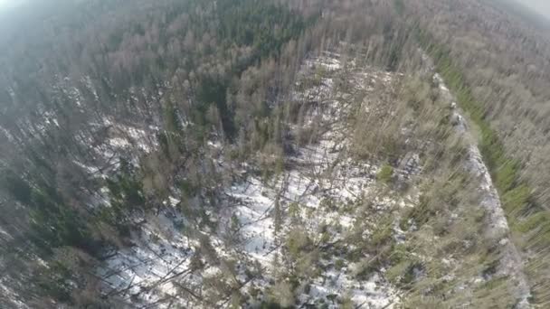 Escena aérea de bosque mixto con abedules y abetos en invierno — Vídeos de Stock