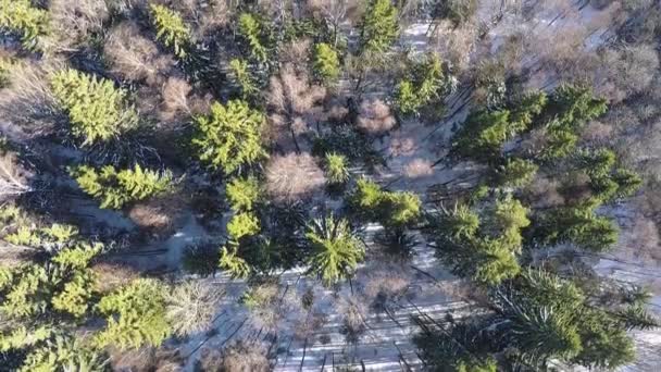 Воздушная сцена зимнего леса с елой и березовыми деревьями — стоковое видео