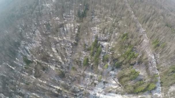 Mischwald mit Birken und Nadelbäumen im Winter, Luftaufnahme — Stockvideo