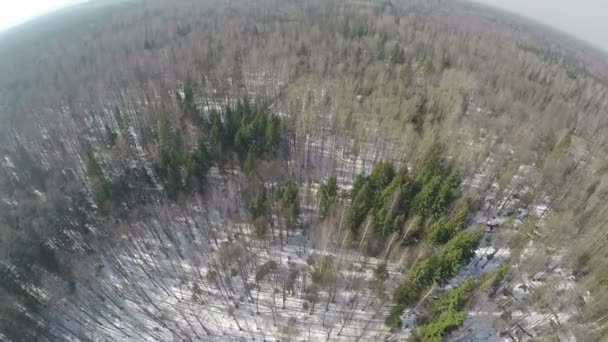 Volando sobre bosque mixto con árboles de coníferas y abedules, escena de invierno — Vídeo de stock