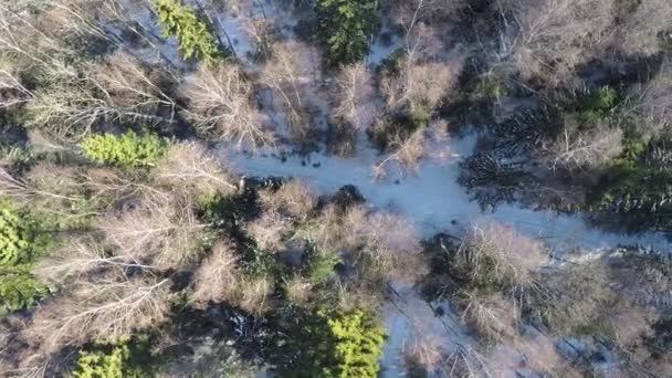 Forêt d'hiver avec sentier enneigé, prise de vue aérienne 